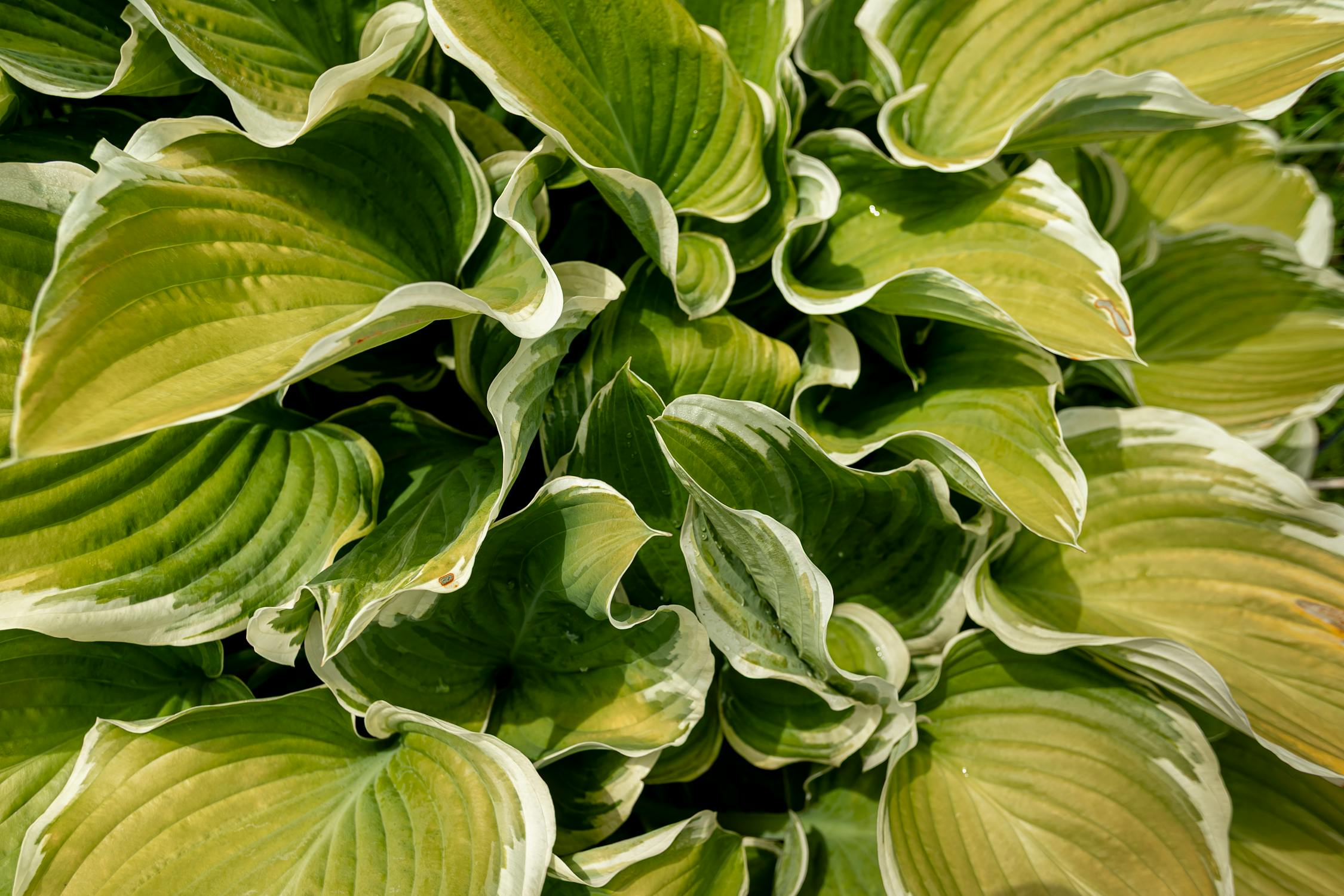 Patriot Hosta