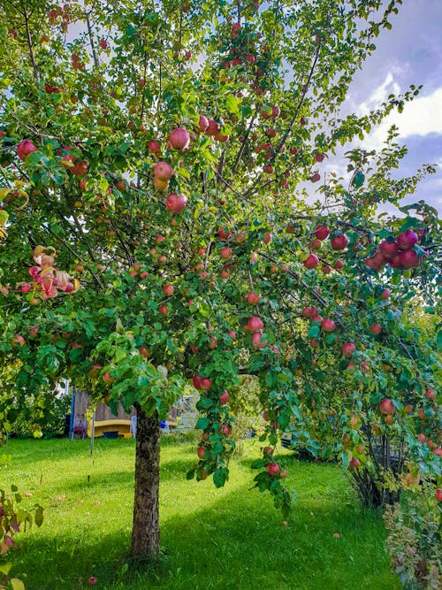 Gala Apple Tree