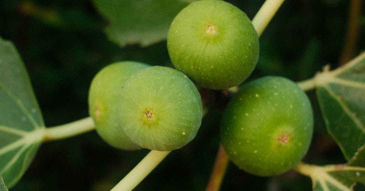 Chicago Hardy Fig Tree