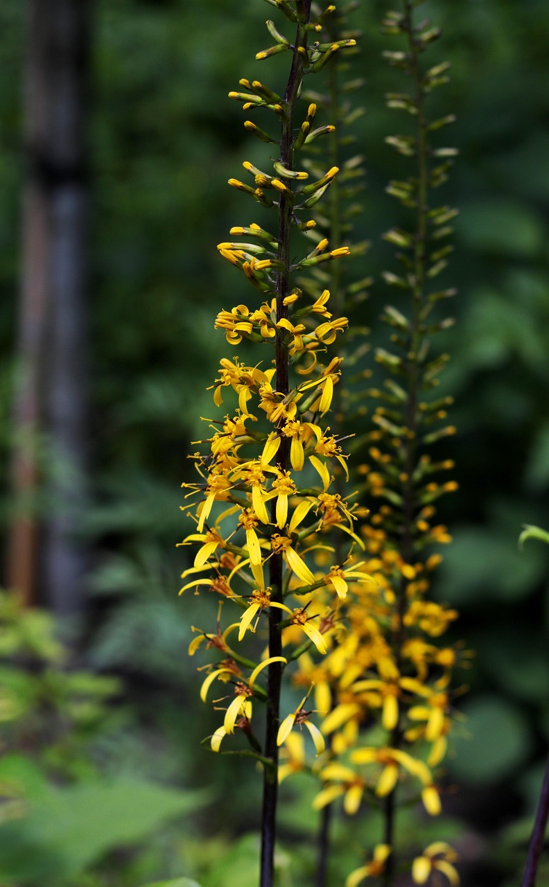 Ligularia