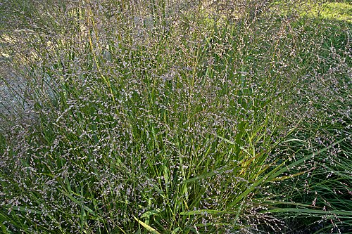 Baptisia White Wild Indigo