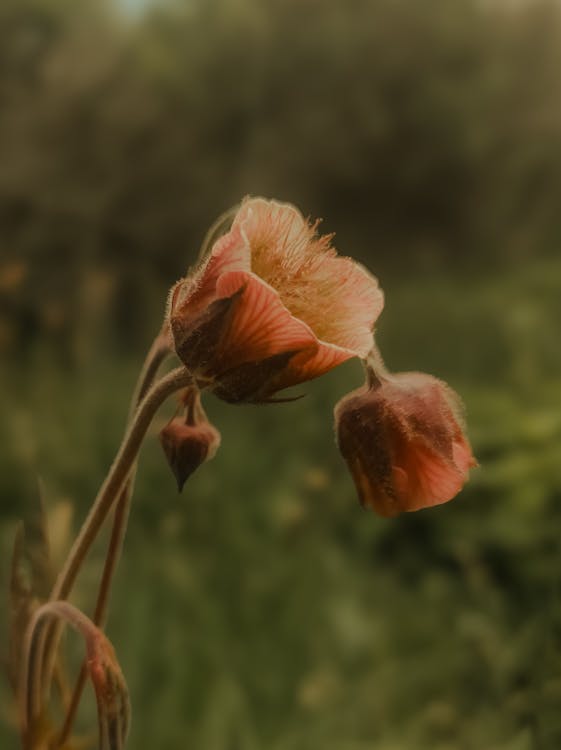 Prairie Smoke