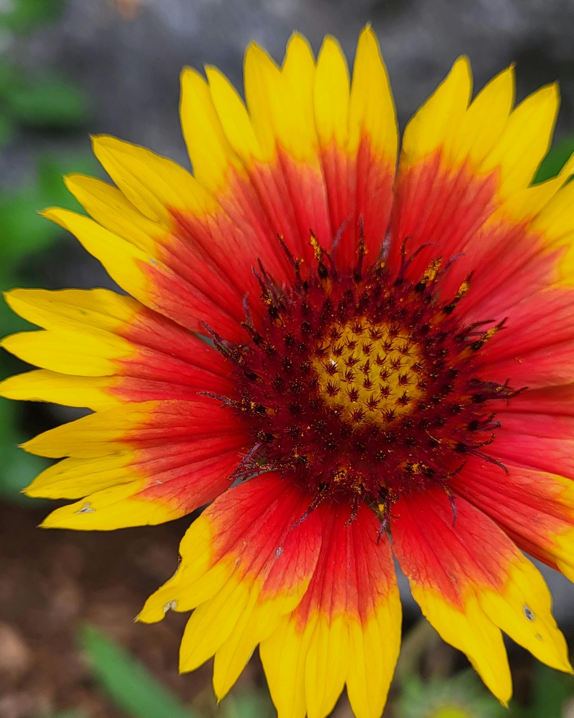 Blanket Flower