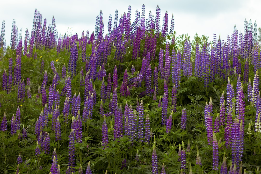 Wild Lupine