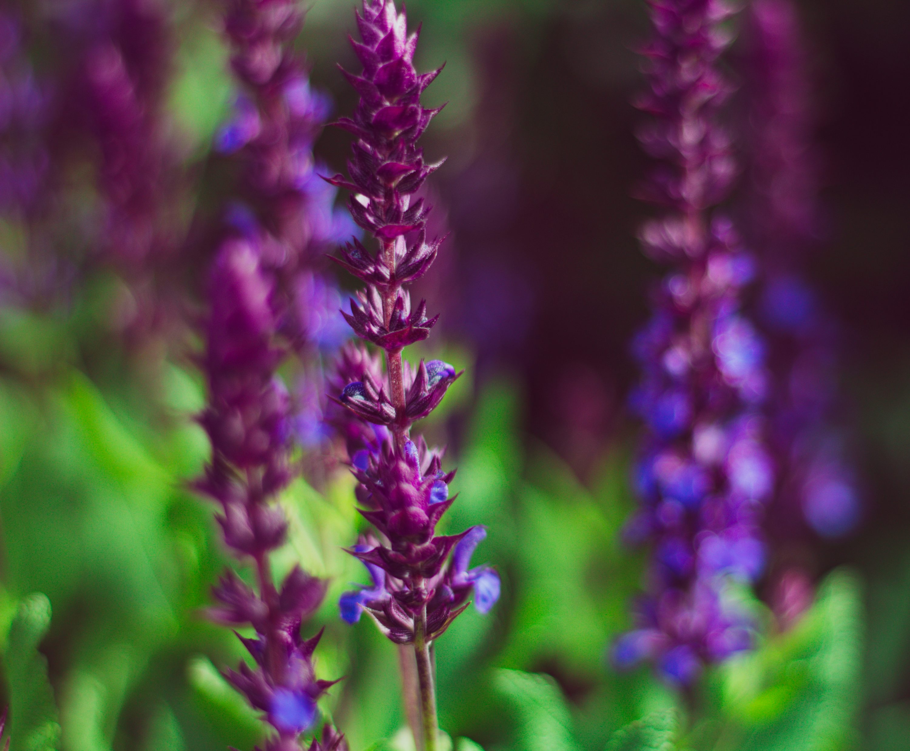 Salvia May Night