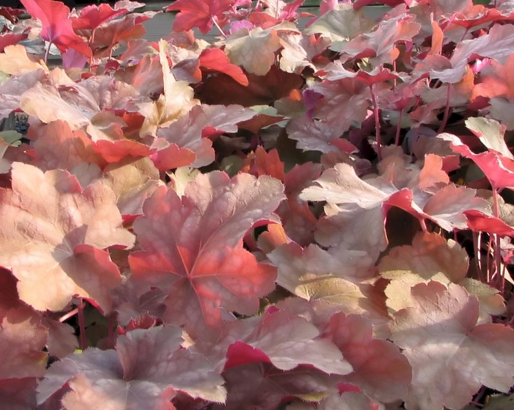 Heuchera Palace Purple