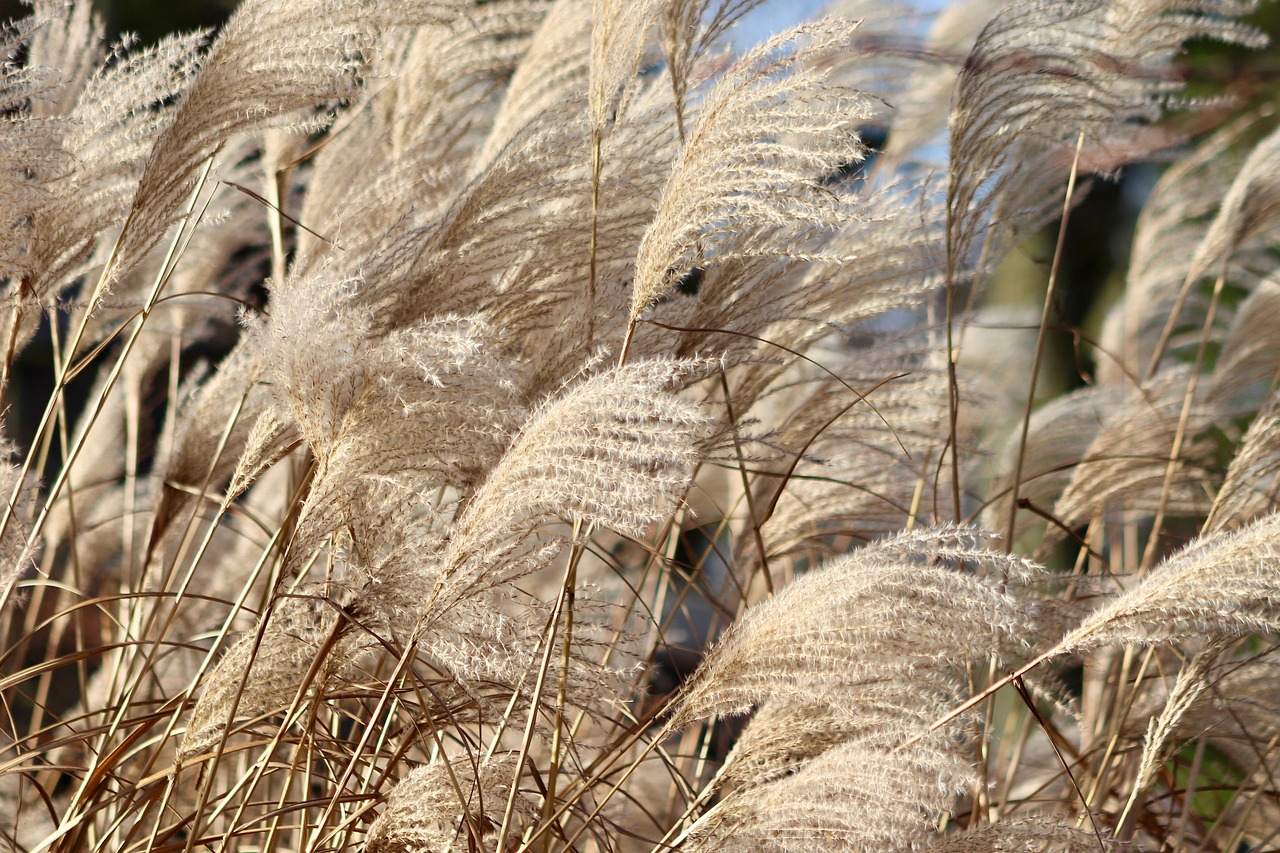 Miscanthus Maiden Grass