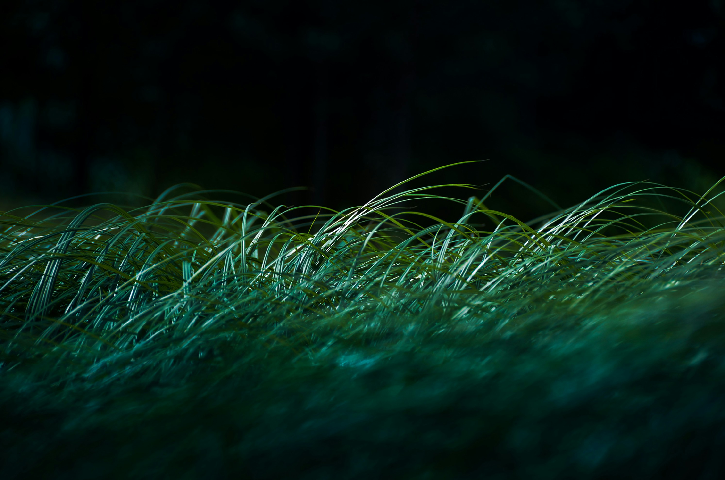 Japanese Forest Grass