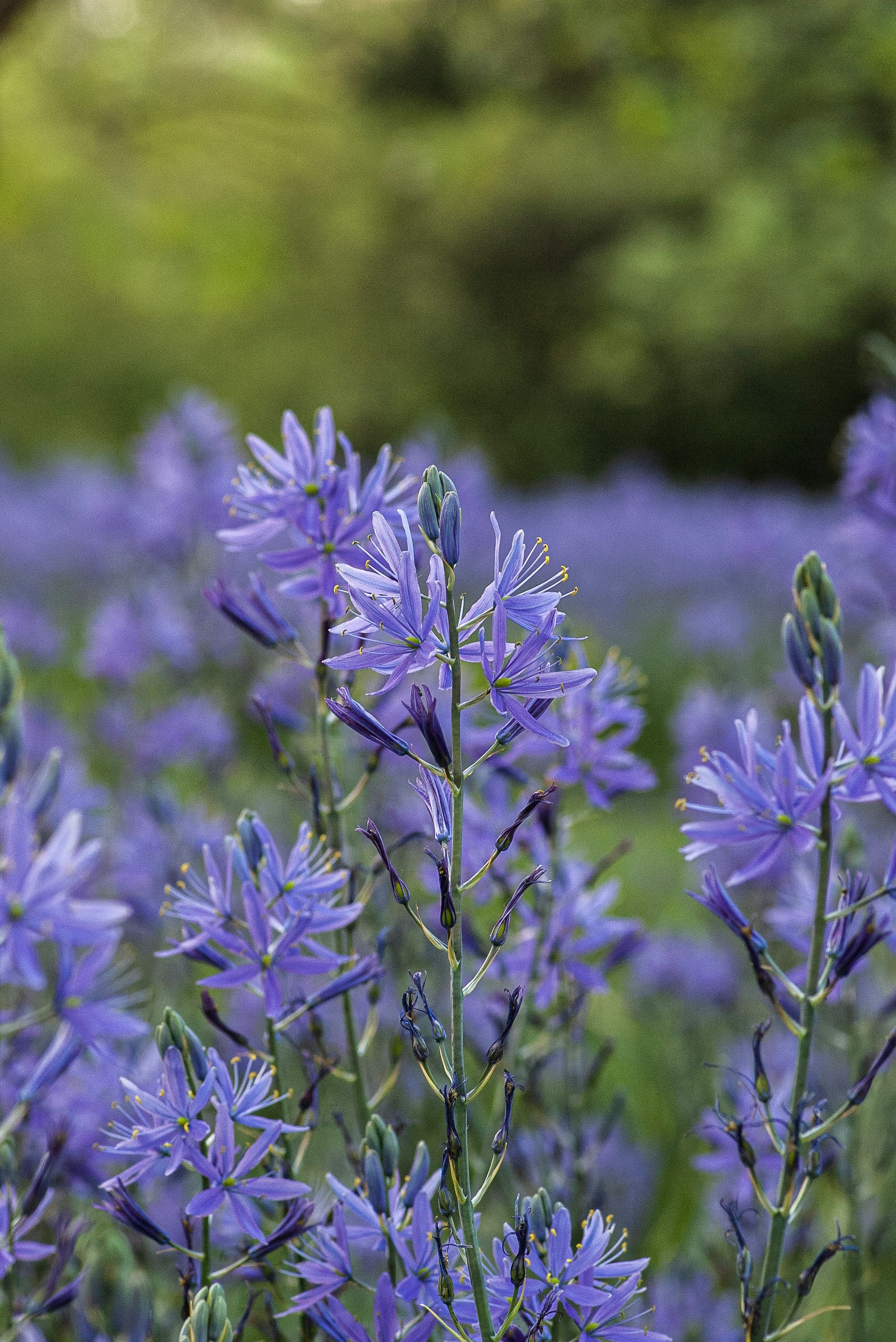 Camassia