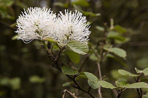 Knautia