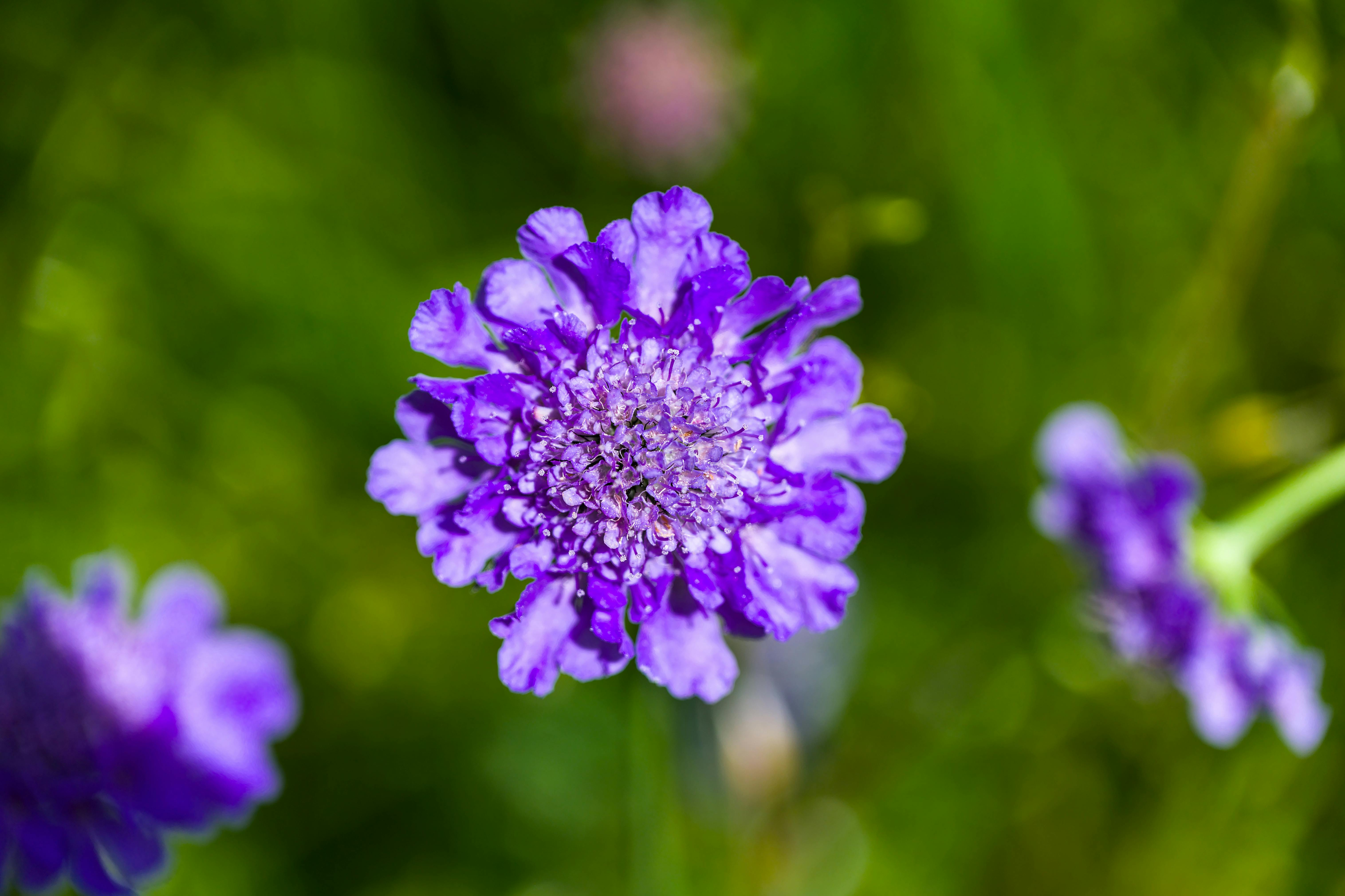 Knautia