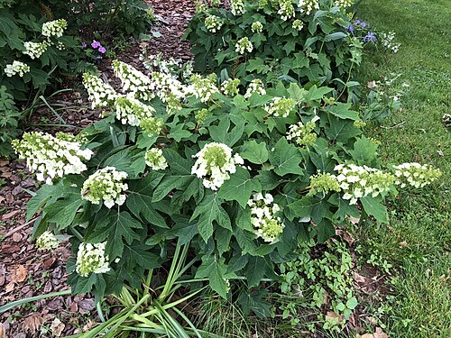 Scabiosa