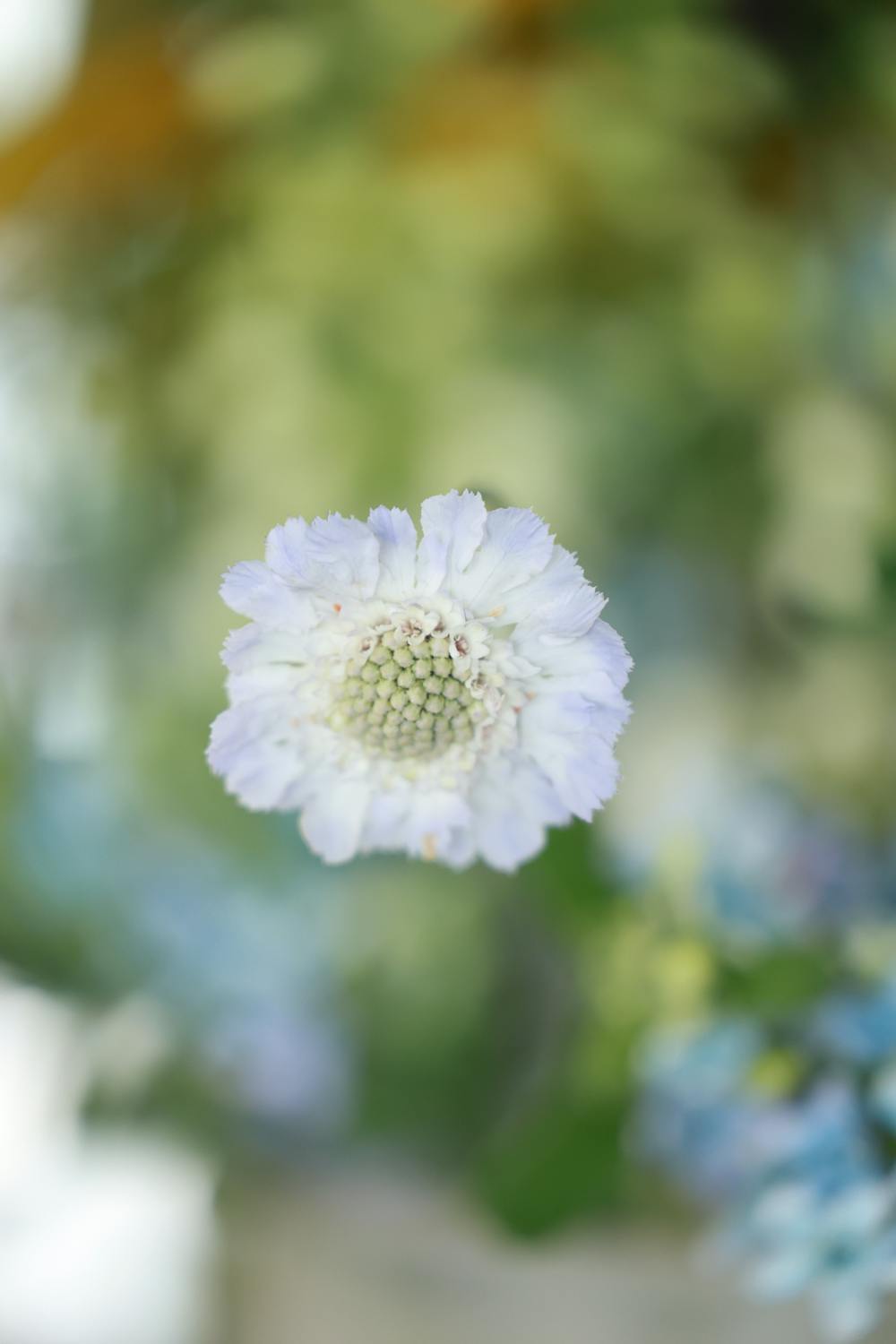 Scabiosa