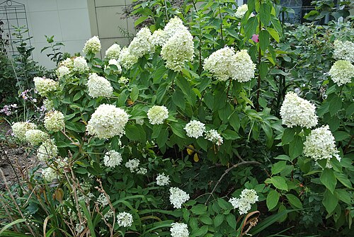 Veronicastrum