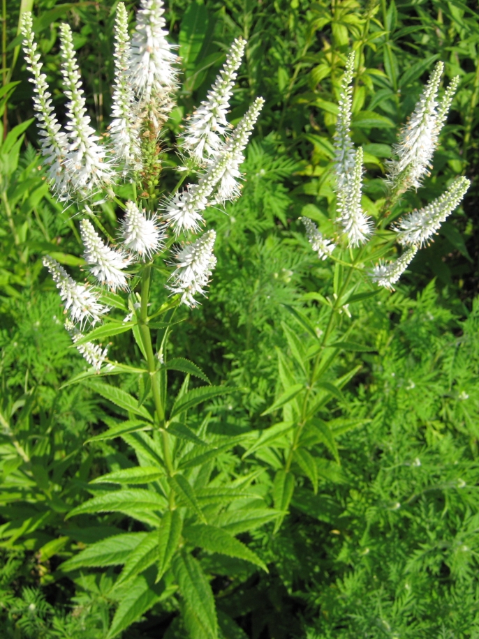 Veronicastrum