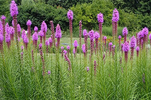 Blazing Star