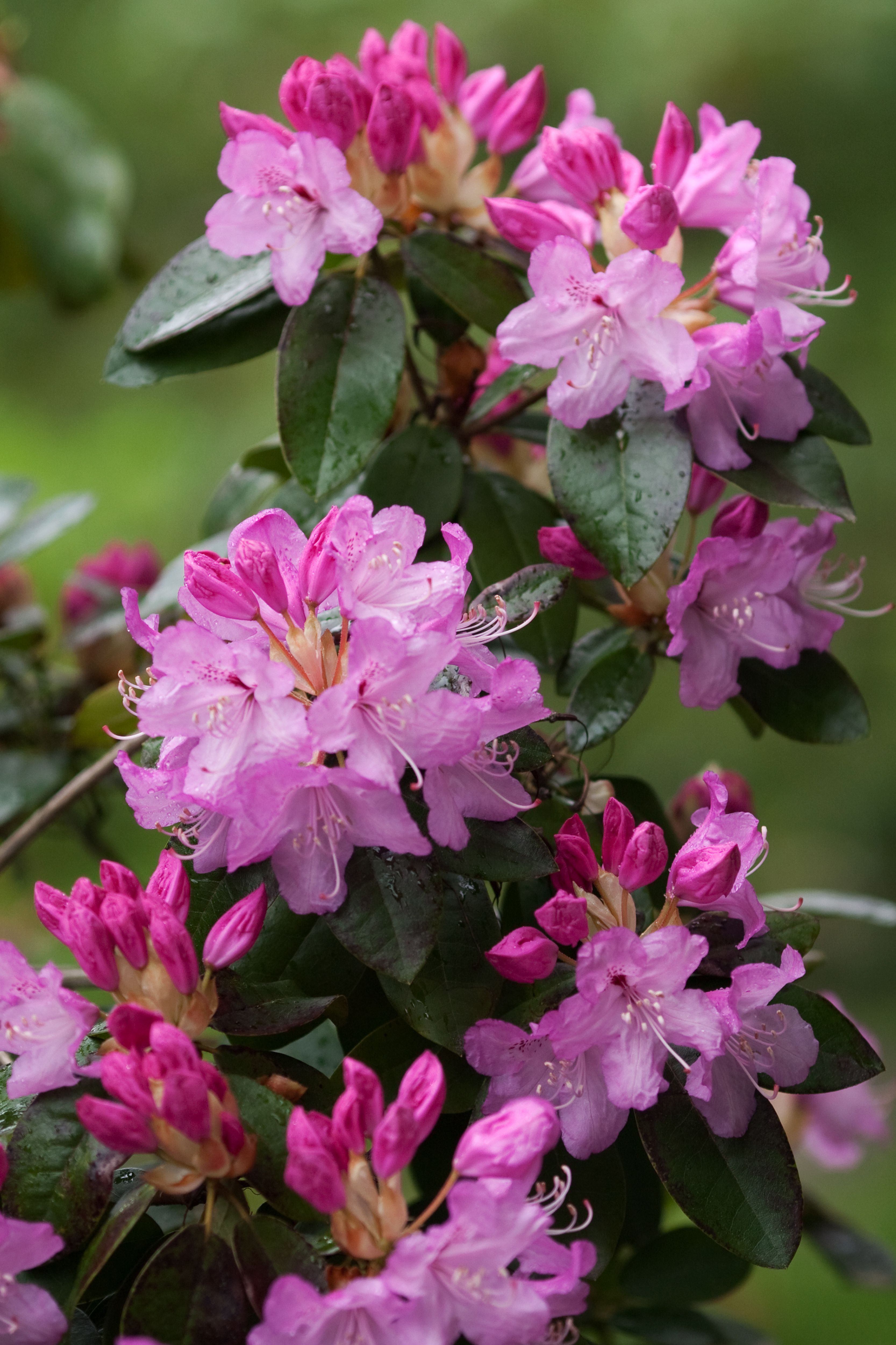 Rhododendron PJM