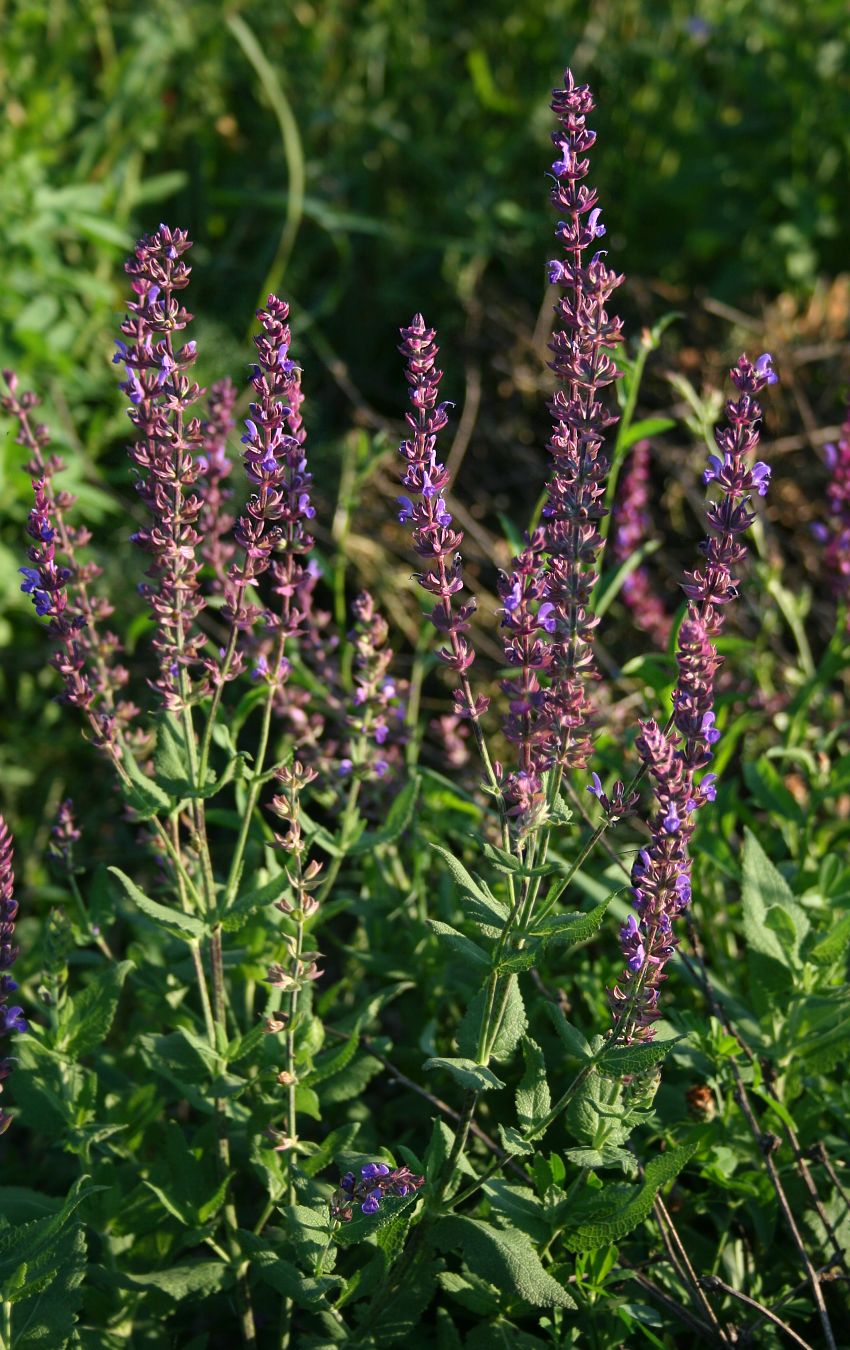 Salvia Nemorosa