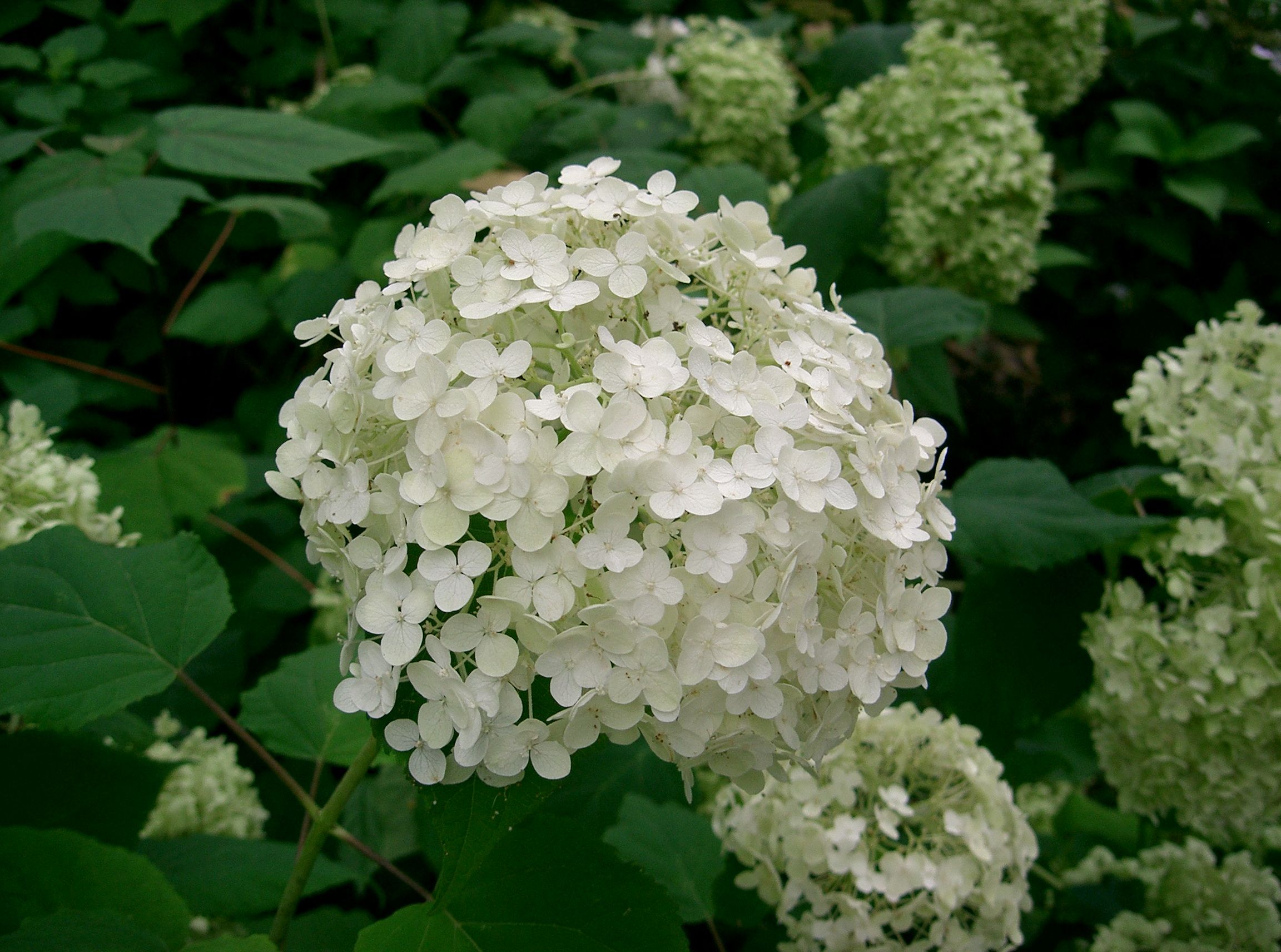 Smooth Hydrangea
