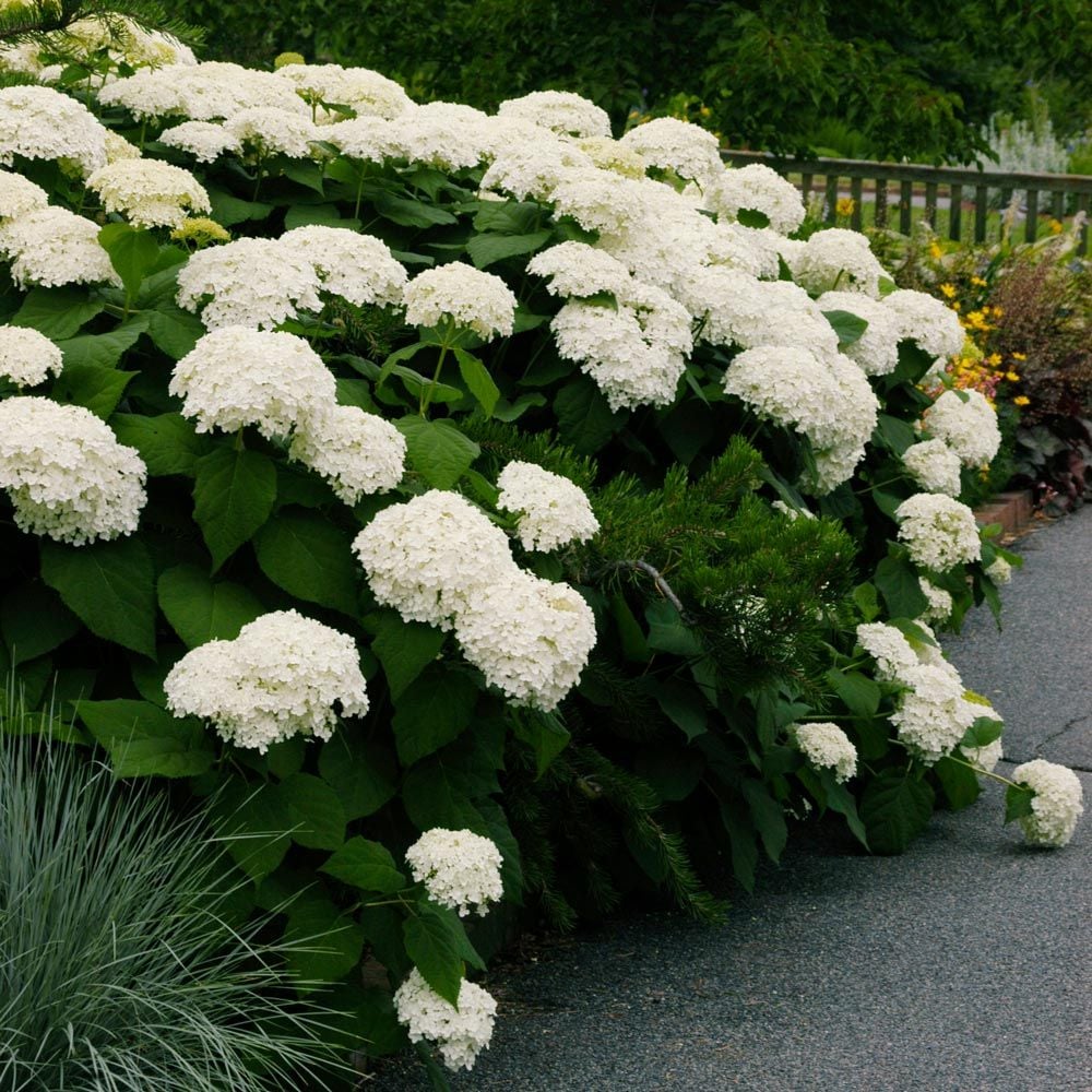 Smooth Hydrangea Annabelle