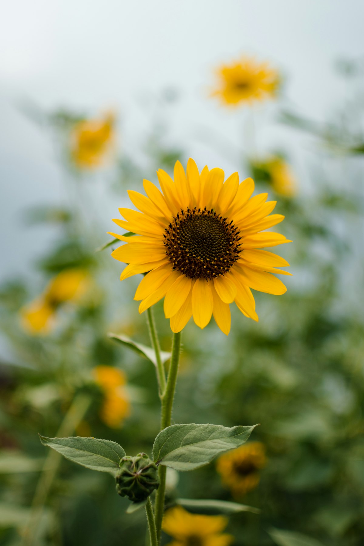Sunflower