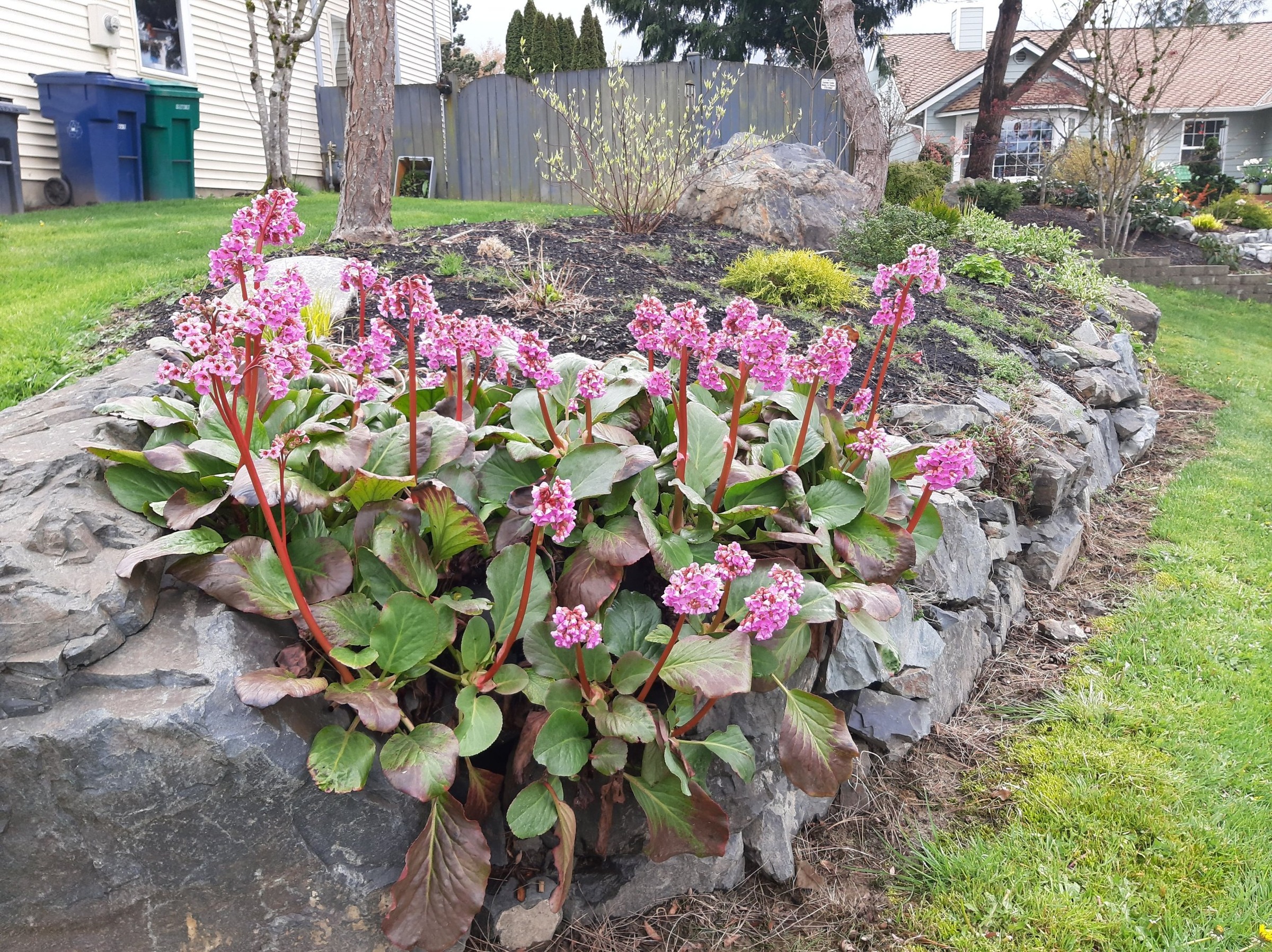 Bergenia
