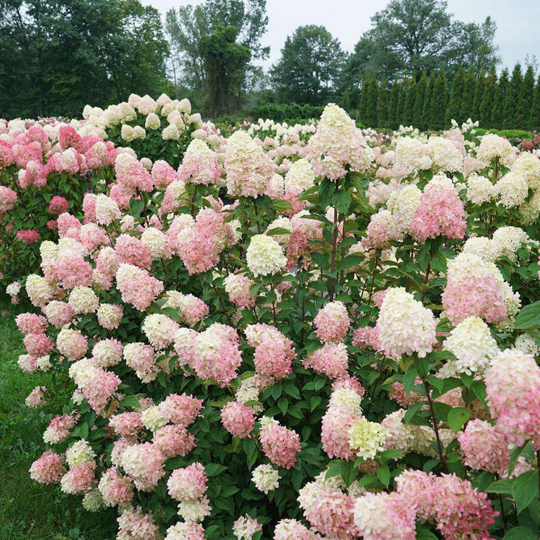 Limelight Prime Panicle Hydrangea
