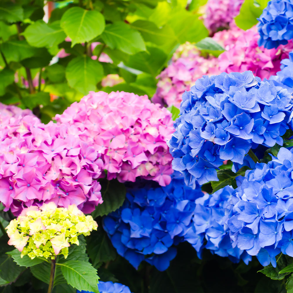 Bigleaf Hydrangea