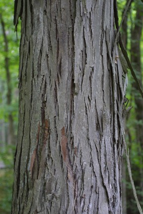 Shagbark Hickory
