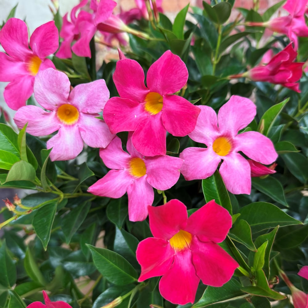 Mandevilla