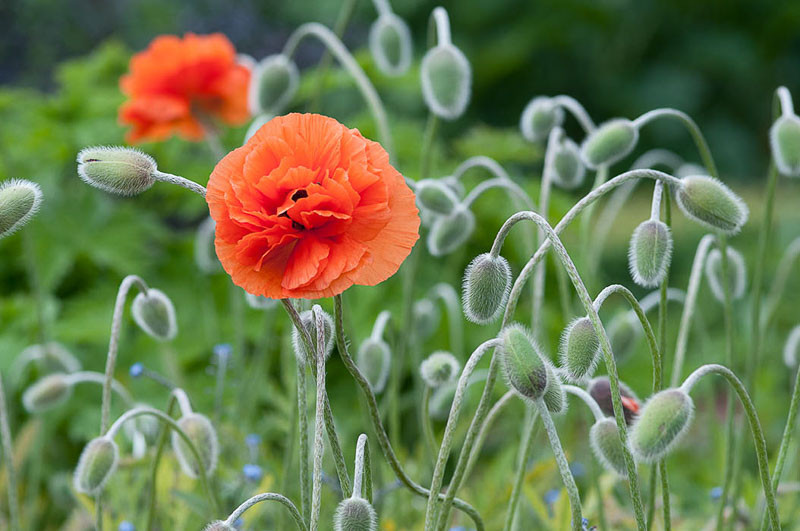 Oriental Poppy