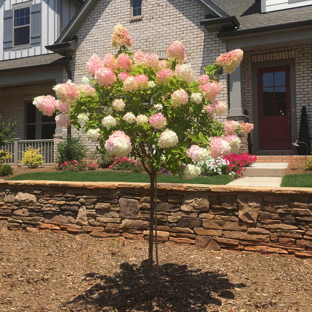 Vanilla Strawberry Hydrangea