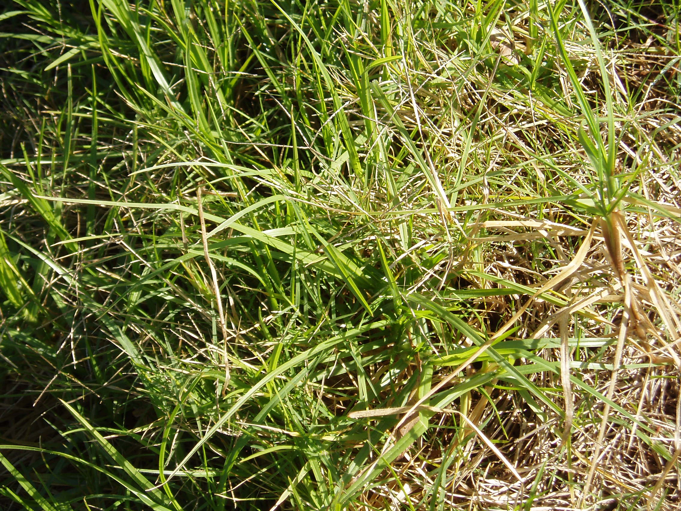 Kikuyu Grass