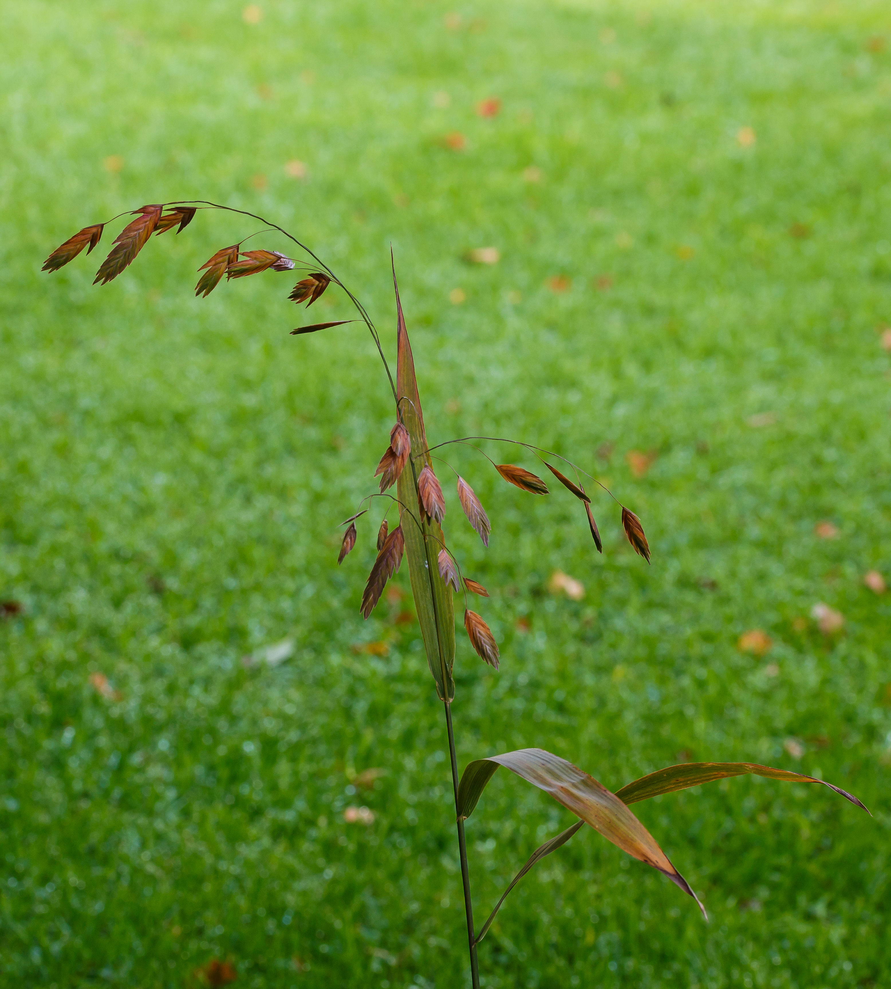 Northern Sea Oats