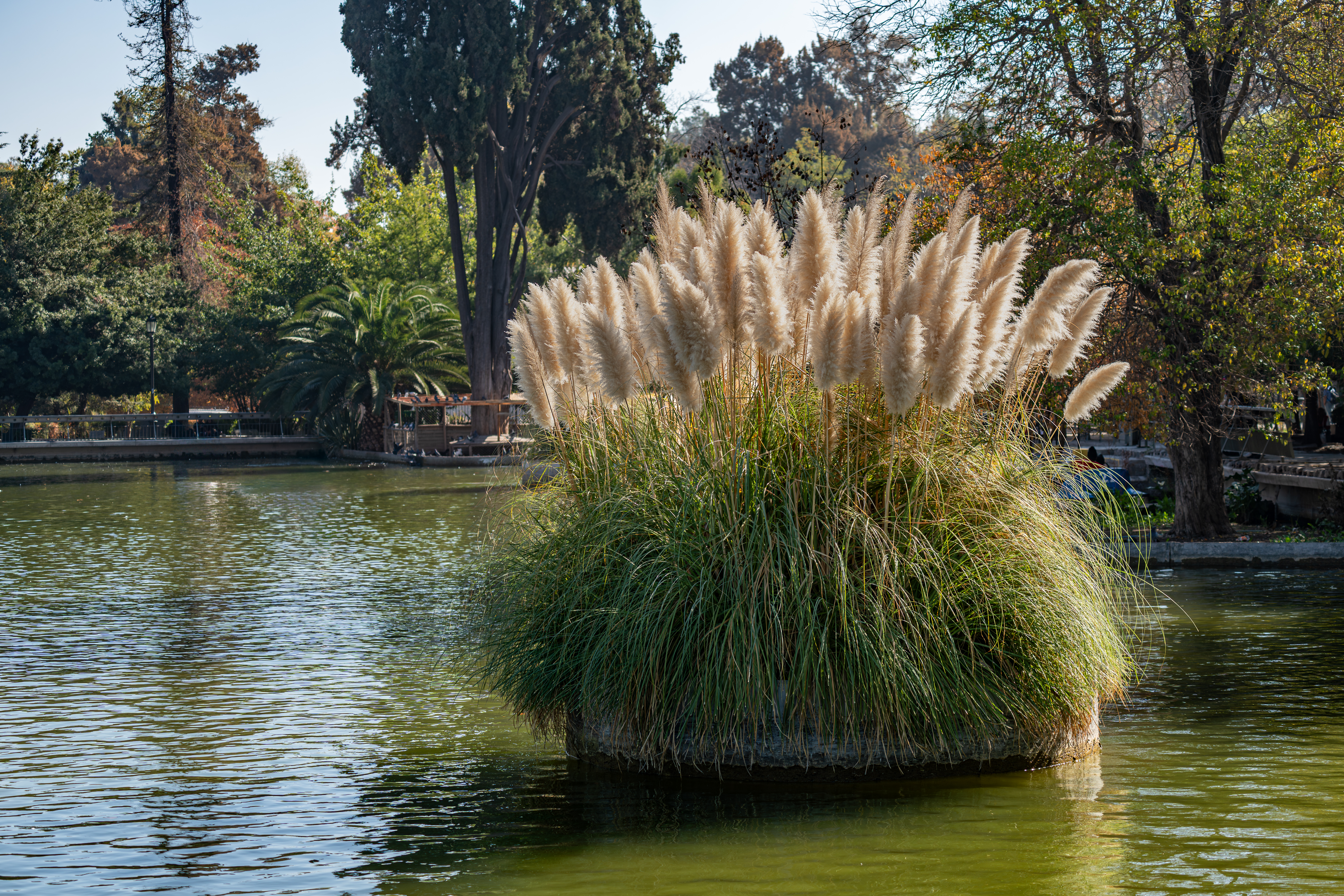 Pampas Grass