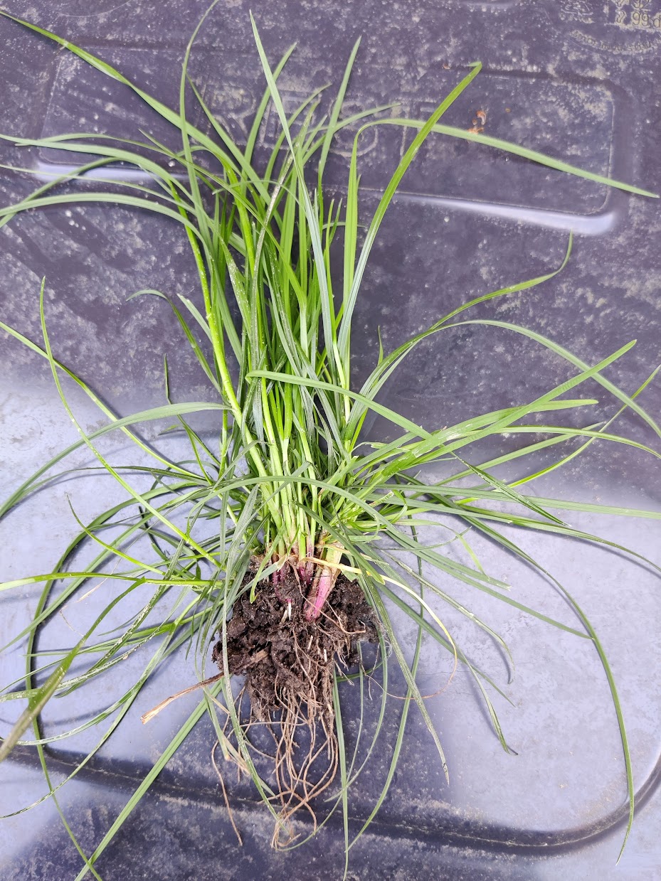 Perennial Ryegrass