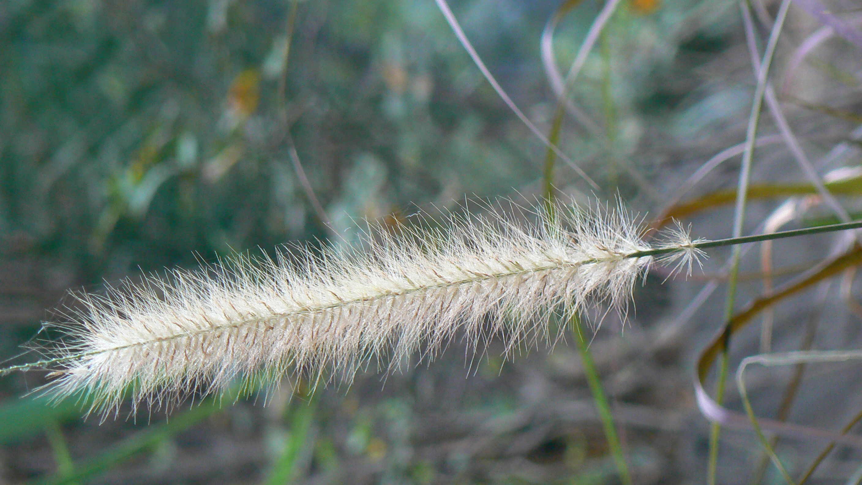 Purple Fountain Grass