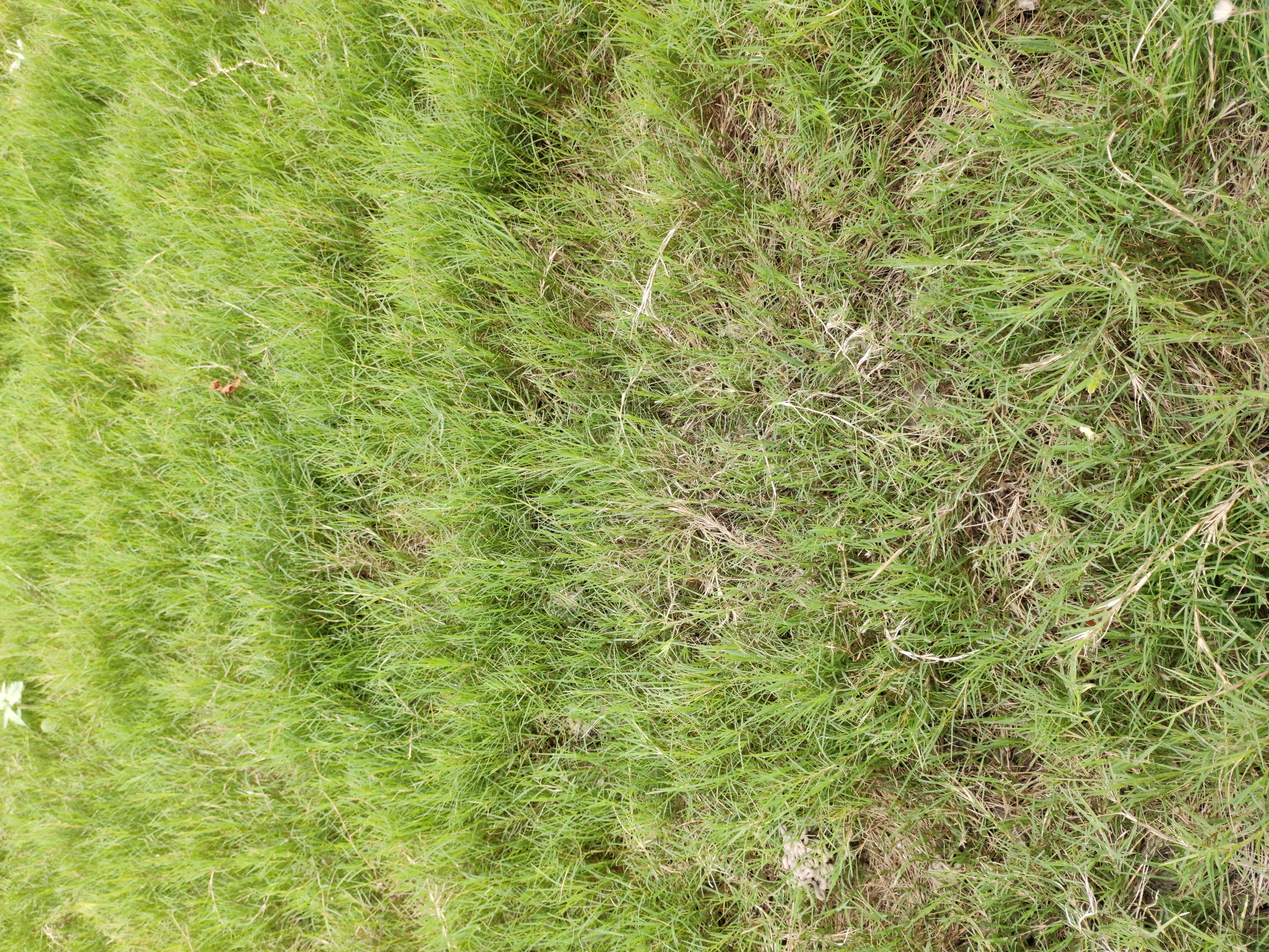 Seashore Paspalum