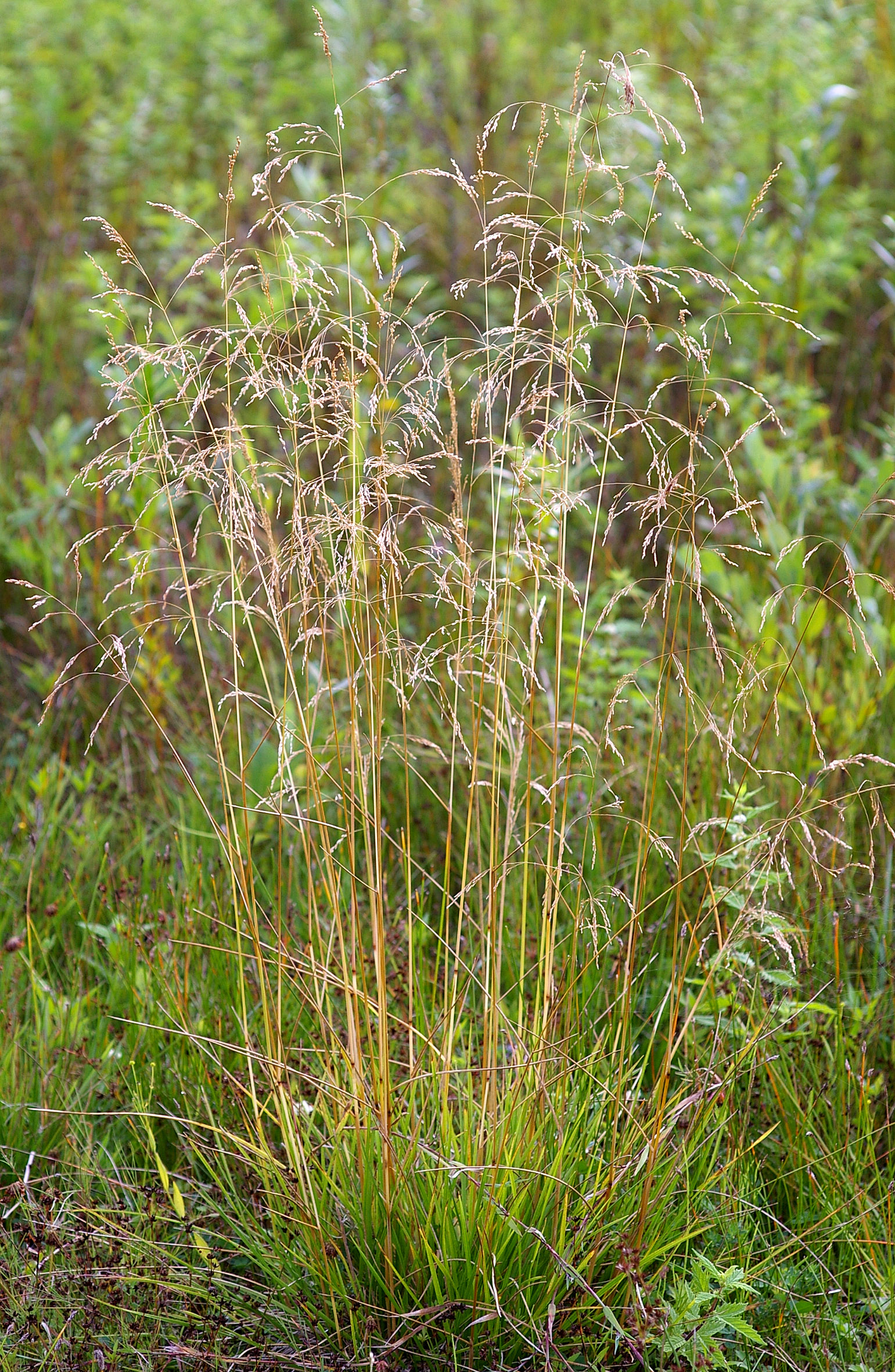 Tufted Hair Grass