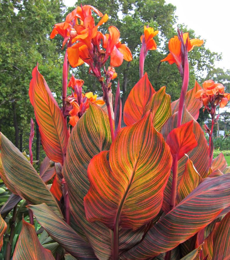 Elephant Ear