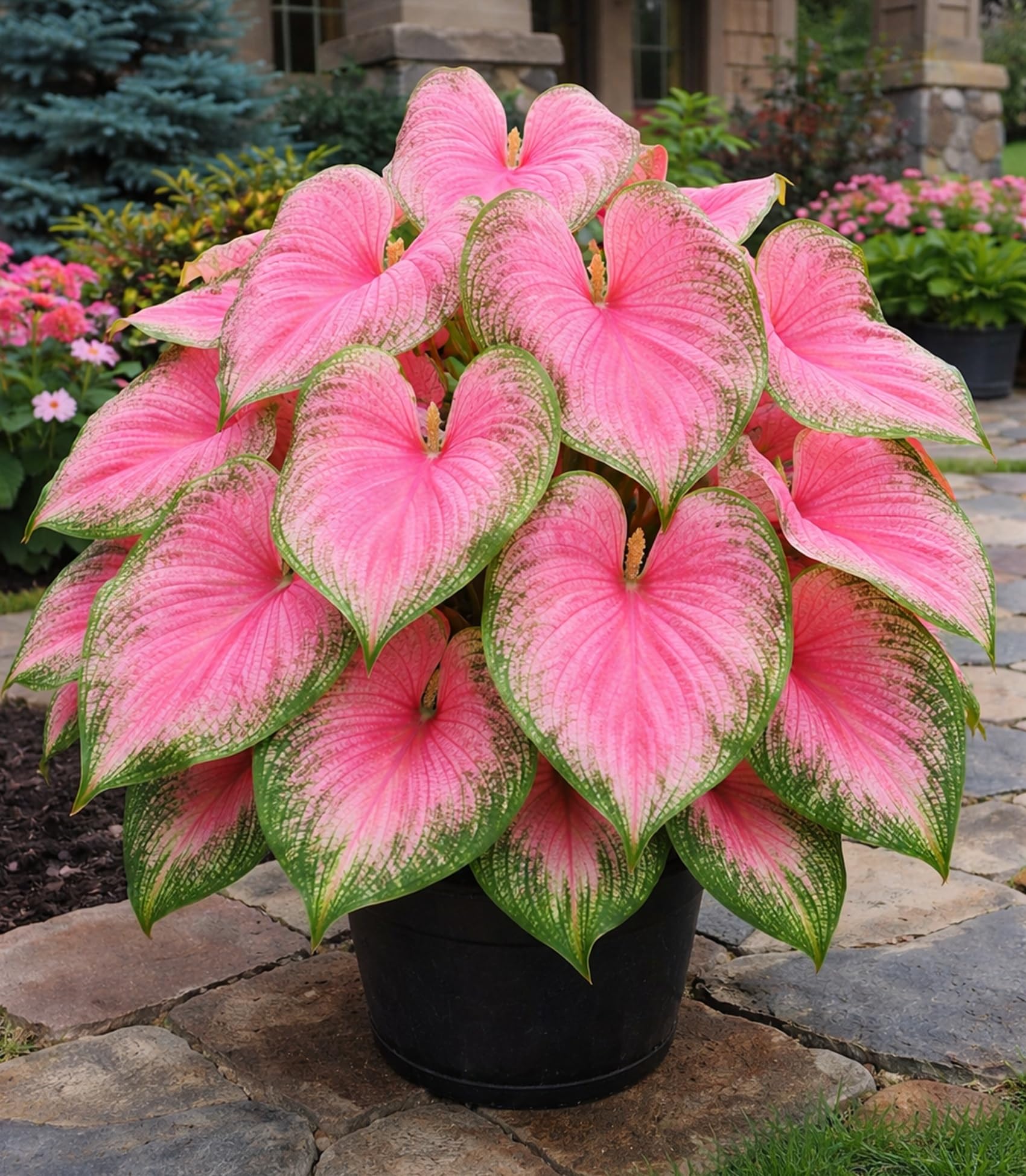 Caladium