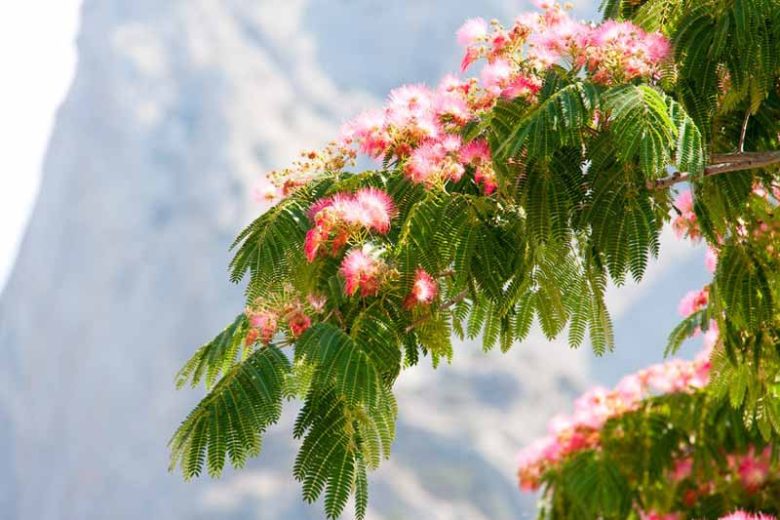 Mimosa Tree